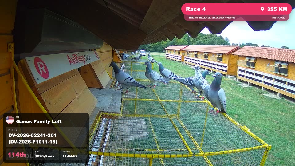 Pigeon Arrival Image For Race Race 4