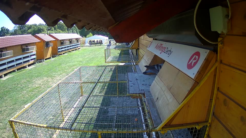 Pigeon Arrival Image For Race Final Race 1/3