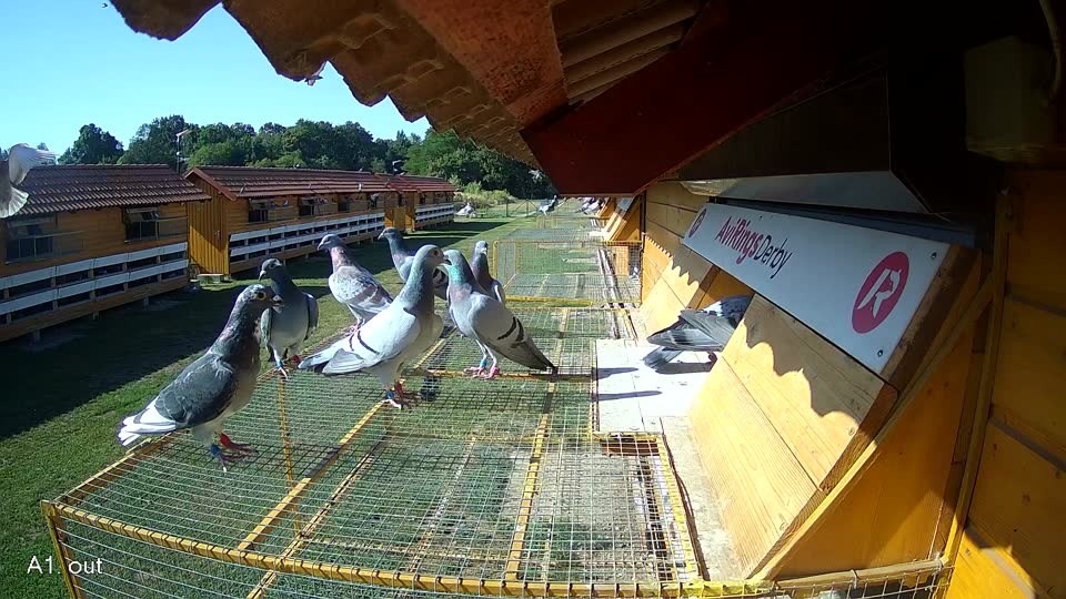 Pigeon Arrival Image For Race Race 2