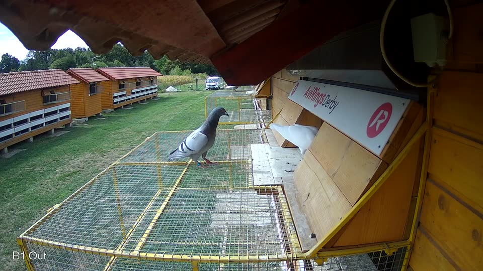 Pigeon Arrival Image For Race Race 4