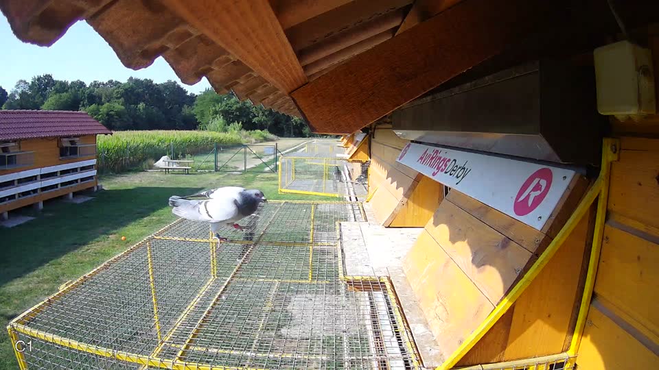 Pigeon Arrival Image For Race Race 1