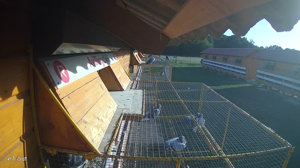 Pigeon Arrival Image For Race Race 5