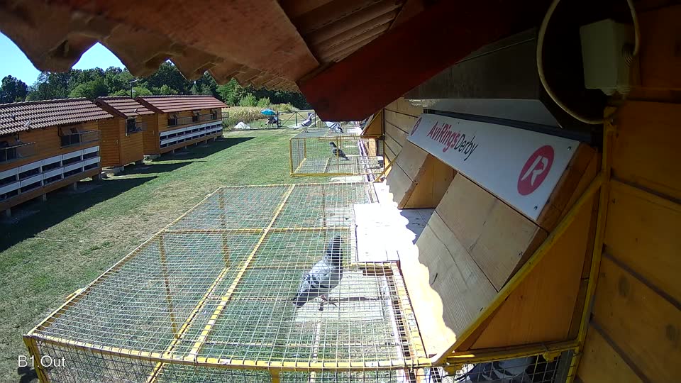 Pigeon Arrival Image For Race Race 3
