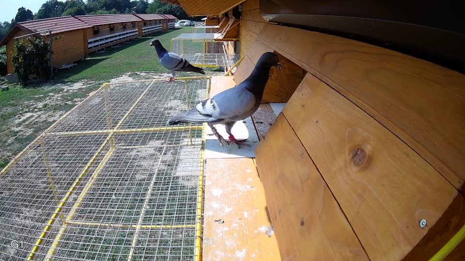 Pigeon Arrival Image For Race Race 4