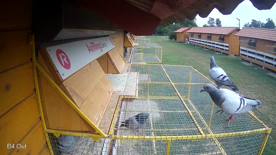 Pigeon Arrival Image For Race Race 3