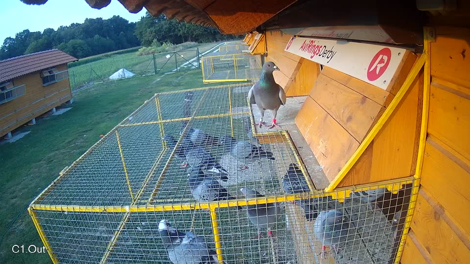 Pigeon Arrival Image For Race Race 4