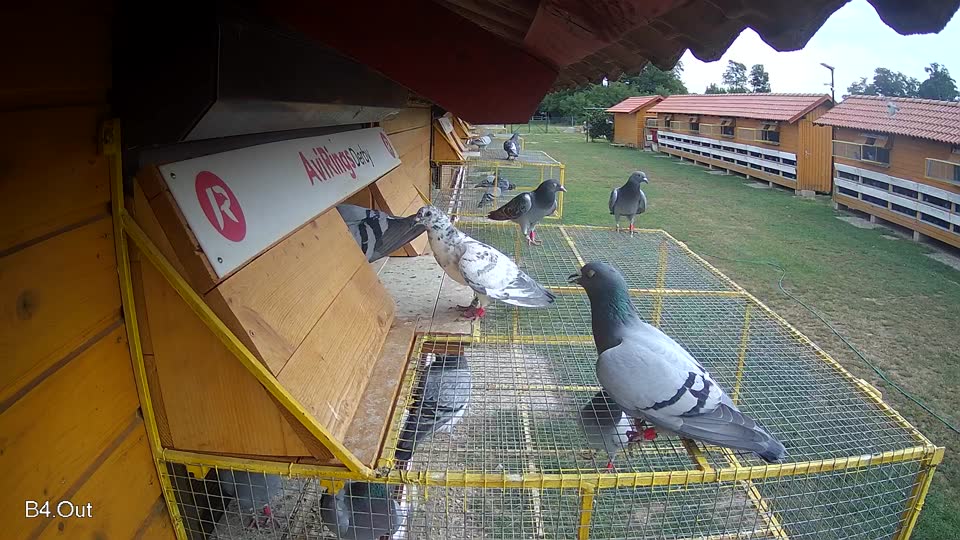 Pigeon Arrival Image For Race Race 3