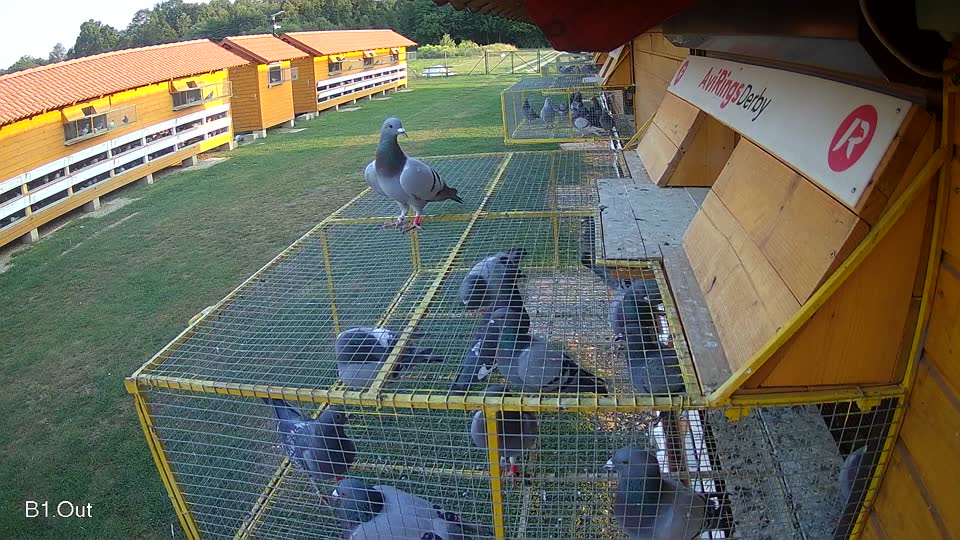 Pigeon Arrival Image For Race Race 3