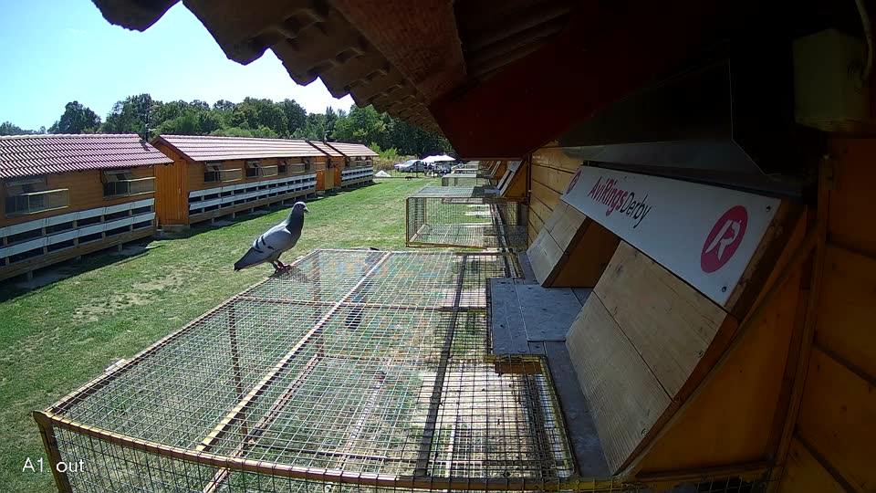 Pigeon Arrival Image For Race Race 5