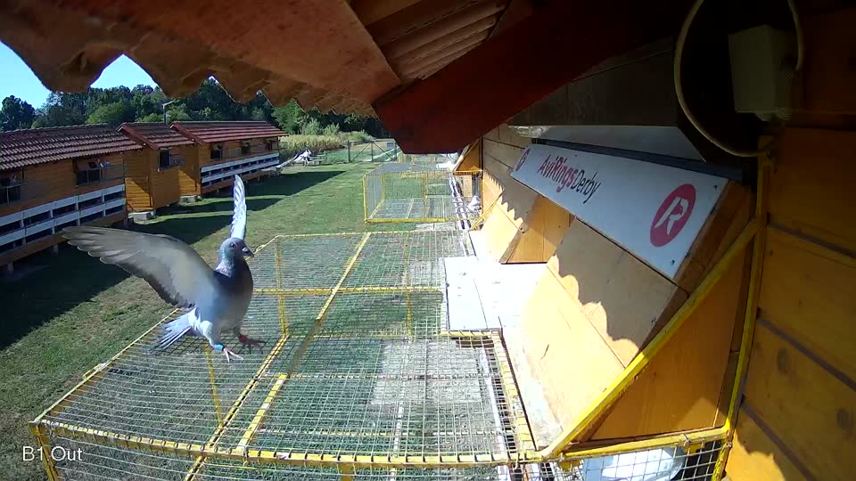 Pigeon Arrival Image For Race Race 2