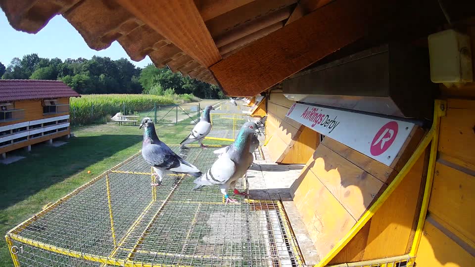 Pigeon Arrival Image For Race Race 1