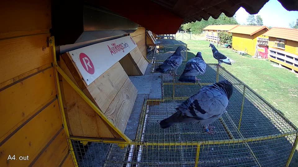Pigeon Arrival Image For Race Race 5