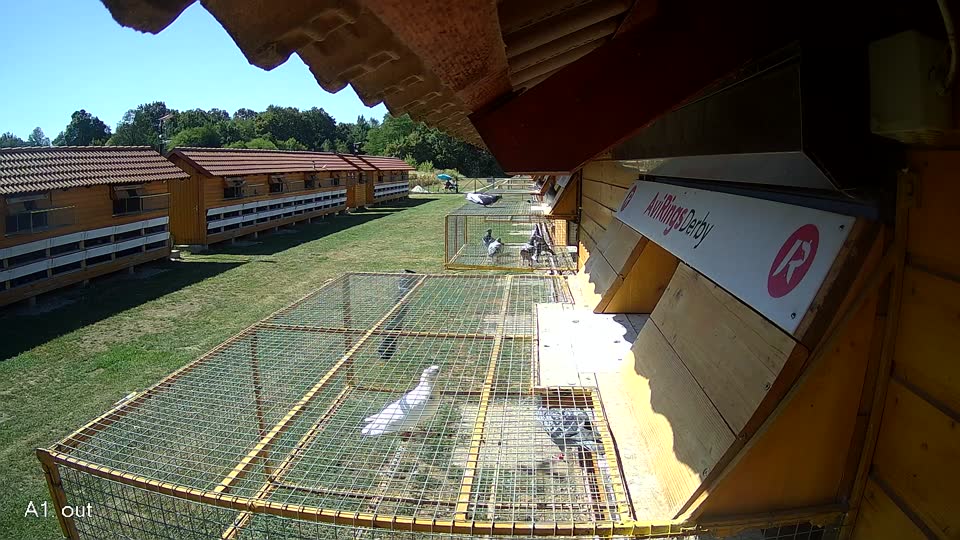 Pigeon Arrival Image For Race Race 3