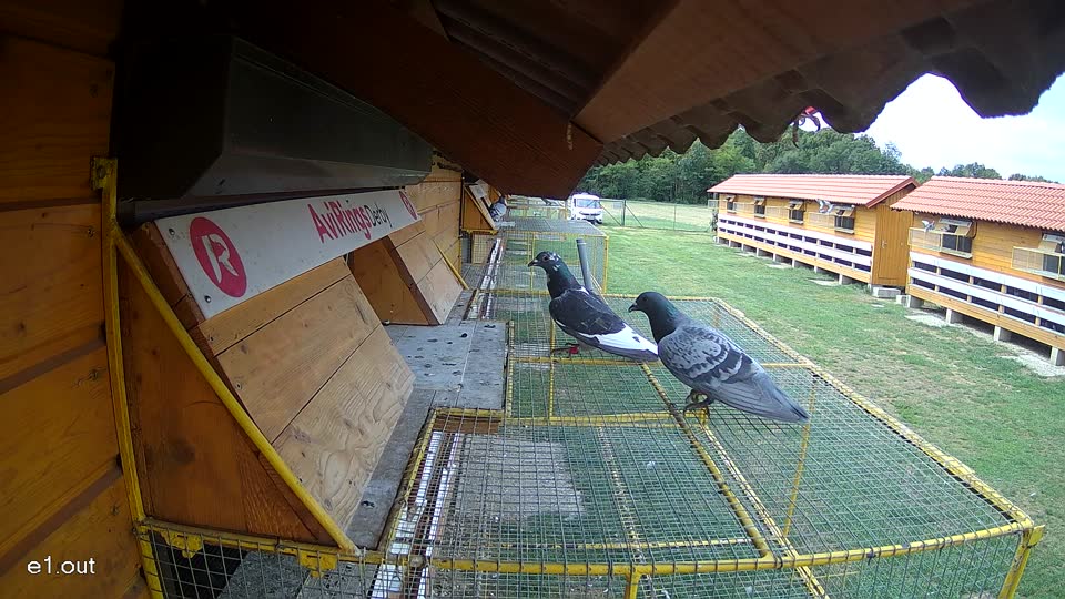 Pigeon Arrival Image For Race Race 4