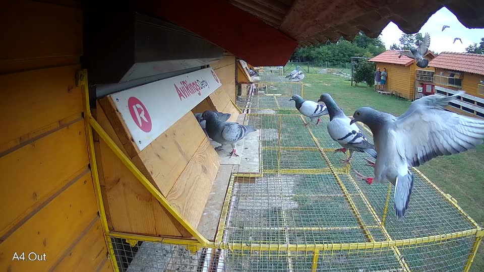Pigeon Arrival Image For Race Race 3
