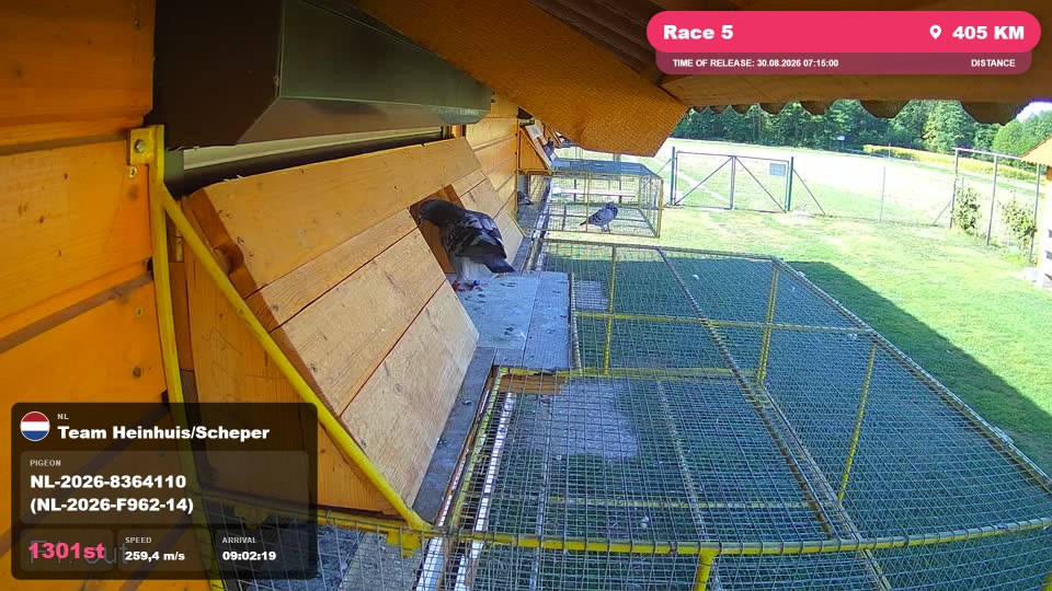 Pigeon Arrival Image For Race Race 5