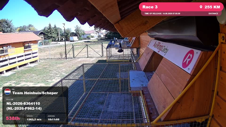 Pigeon Arrival Image For Race Race 3