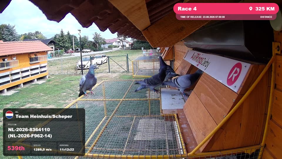 Pigeon Arrival Image For Race Race 4