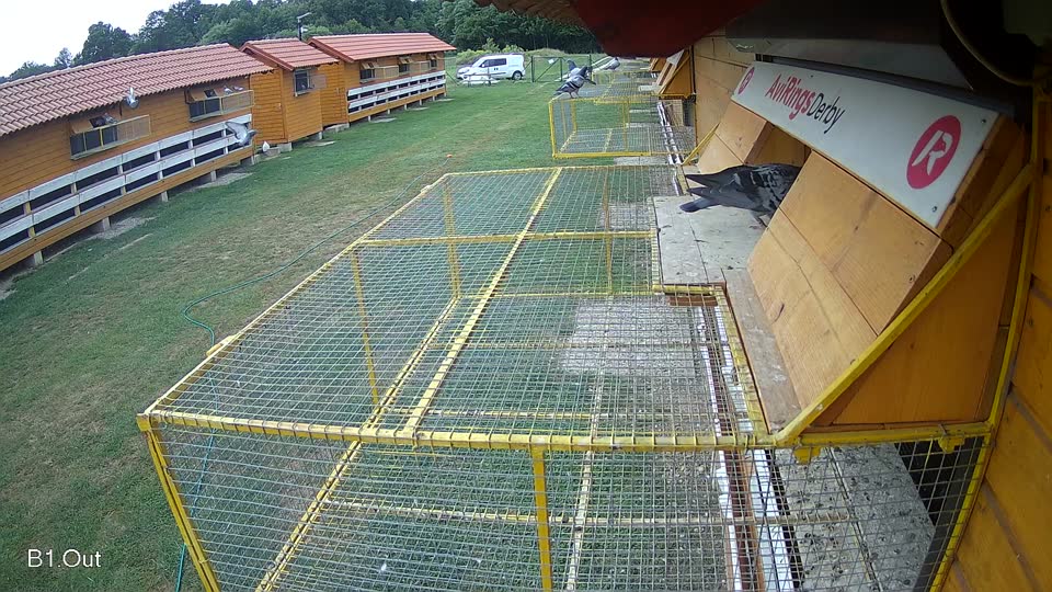 Pigeon Arrival Image For Race Race 3