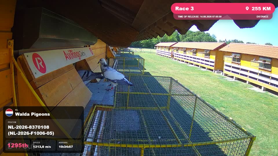 Pigeon Arrival Image For Race Race 3