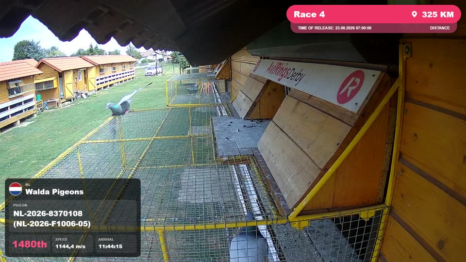 Pigeon Arrival Image For Race Race 4