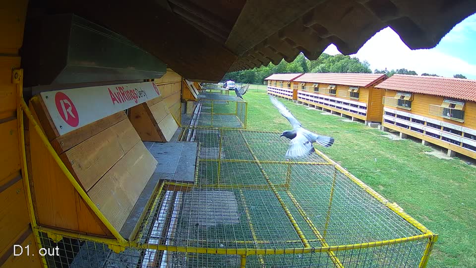 Pigeon Arrival Image For Race Race 4