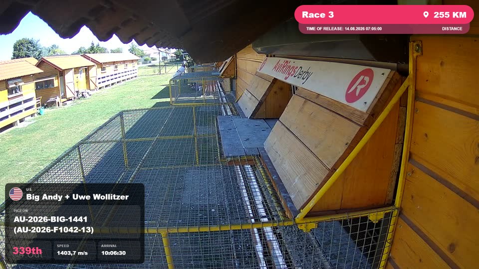 Pigeon Arrival Image For Race Race 3