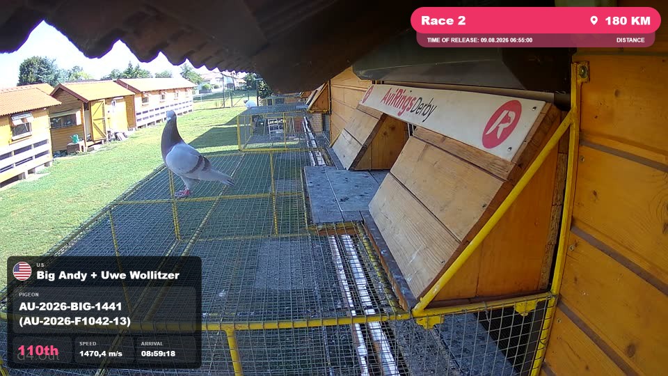 Pigeon Arrival Image For Race Race 2