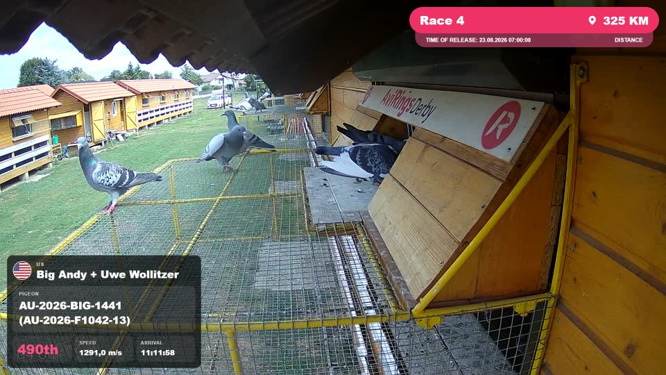 Pigeon Arrival Image For Race Race 4