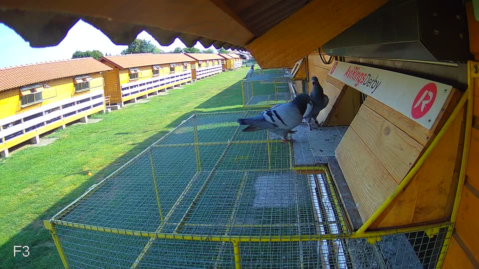 Pigeon Arrival Image For Race Race 1