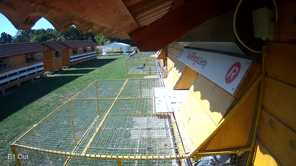 Pigeon Arrival Image For Race Final Race 1/3