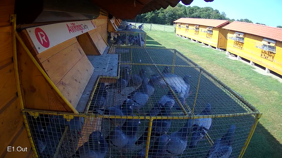 Pigeon Arrival Image For Race Race 3