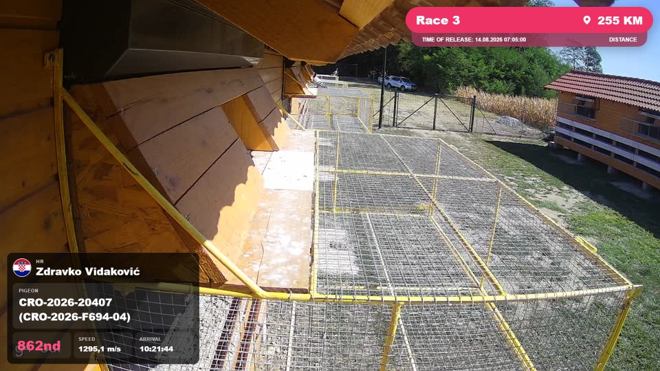 Pigeon Arrival Image For Race Race 3