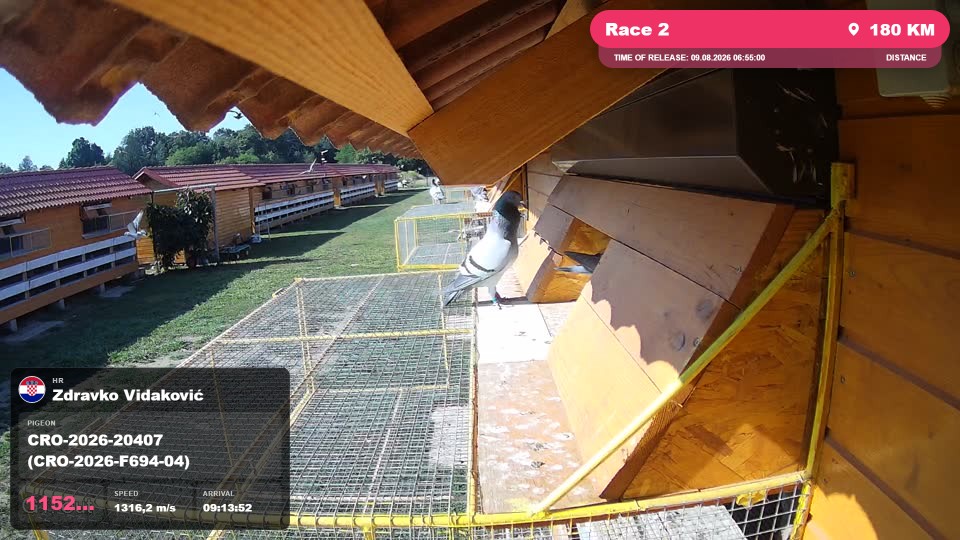 Pigeon Arrival Image For Race Race 2