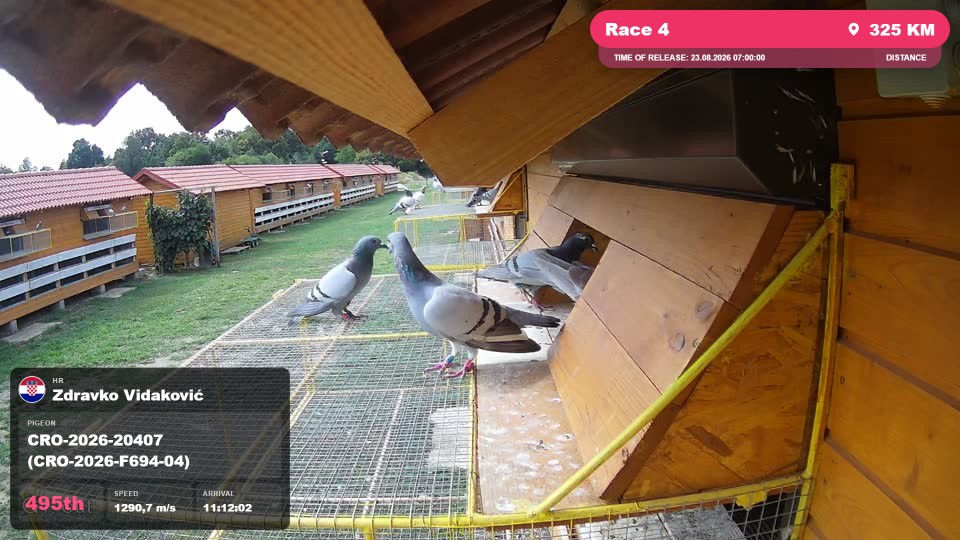 Pigeon Arrival Image For Race Race 4