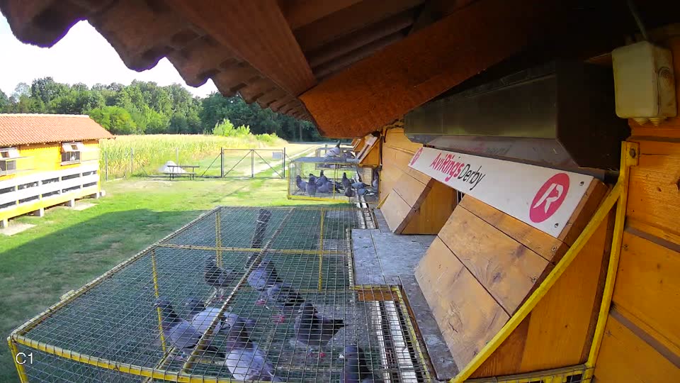 Pigeon Arrival Image For Race Race 1