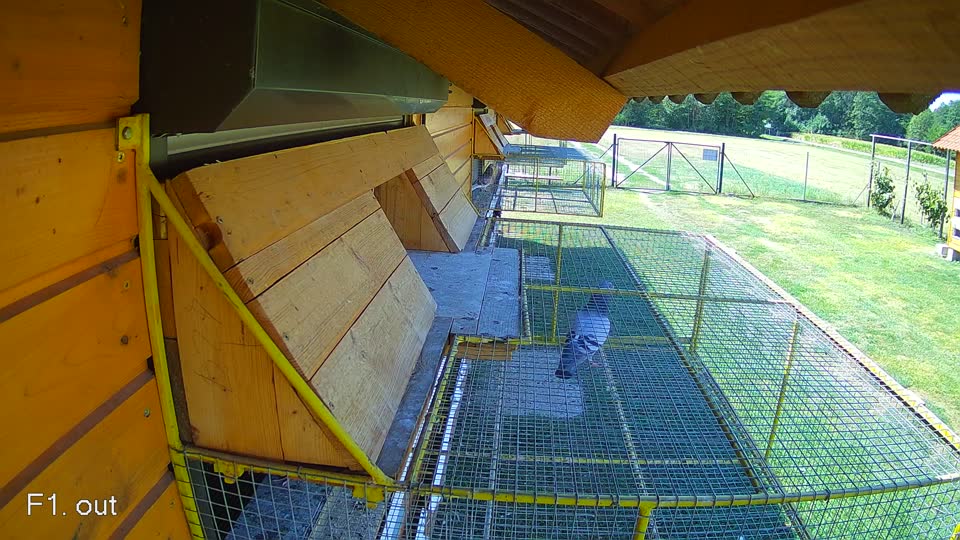 Pigeon Arrival Image For Race Race 2