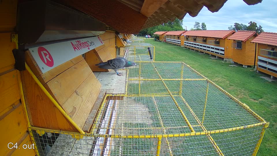 Pigeon Arrival Image For Race Race 4