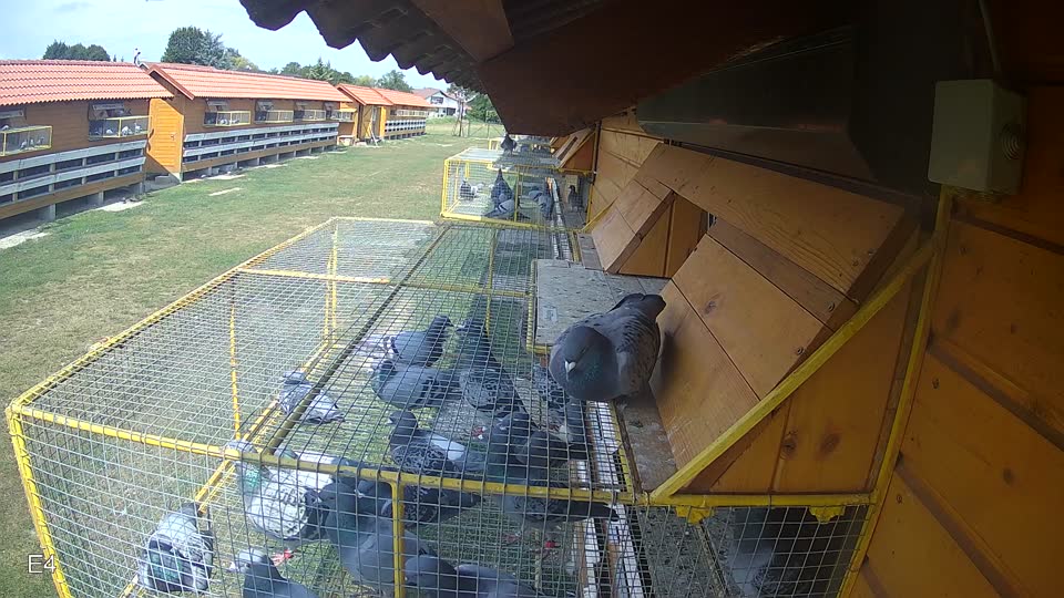 Pigeon Arrival Image For Race Race 4