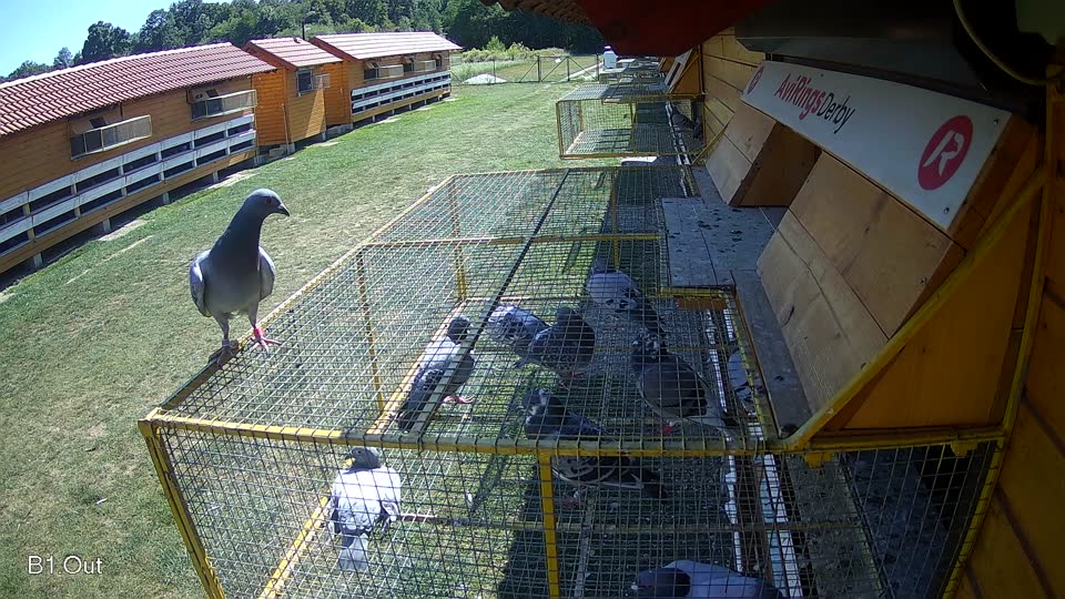 Pigeon Arrival Image For Race Race 5