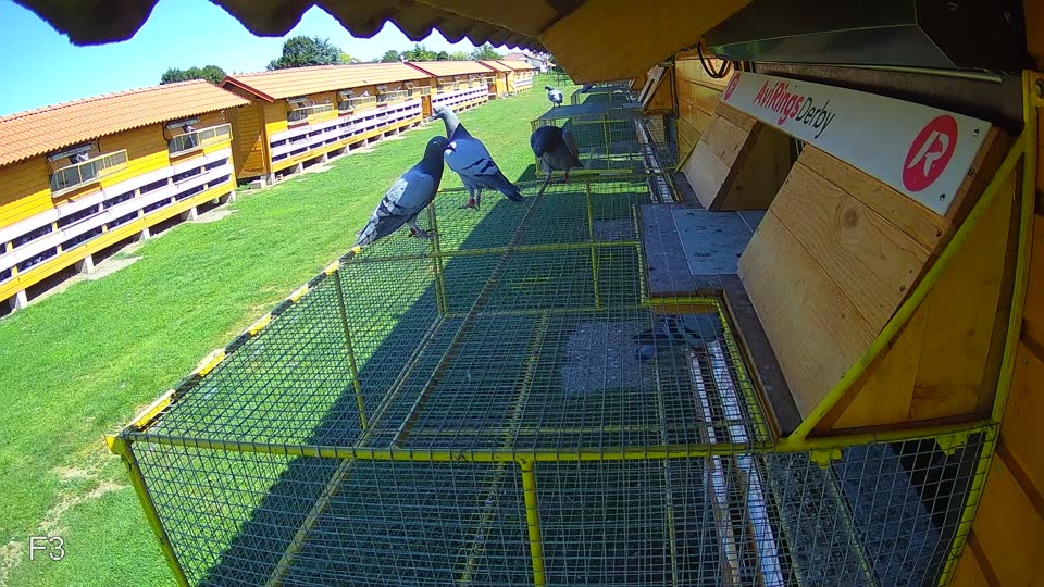 Pigeon Arrival Image For Race Race 2