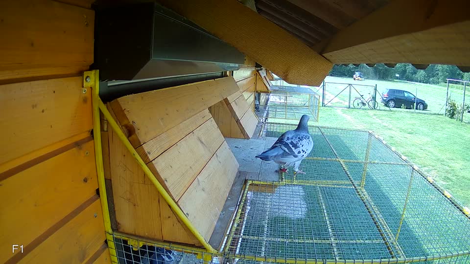 Pigeon Arrival Image For Race Race 3