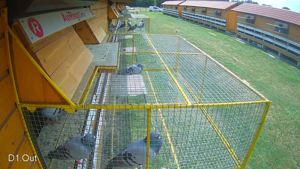 Pigeon Arrival Image For Race Race 4