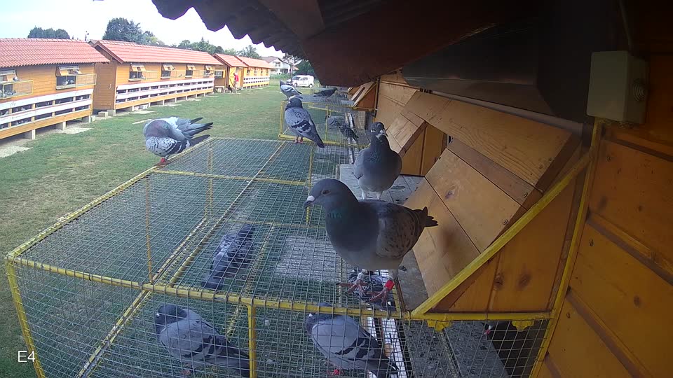 Pigeon Arrival Image For Race Race 4