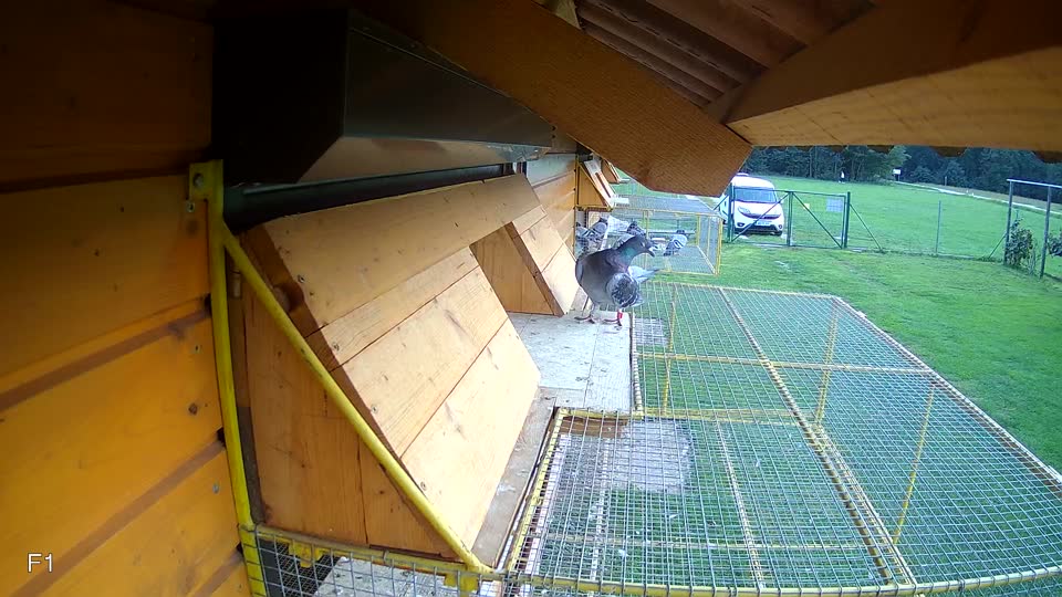 Pigeon Arrival Image For Race Final race 2