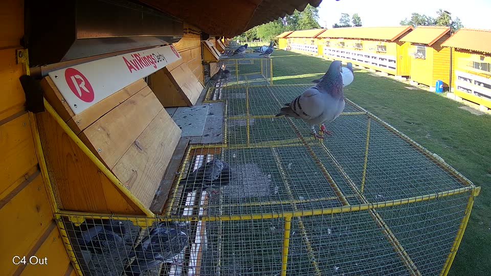 Pigeon Arrival Image For Race Race 5