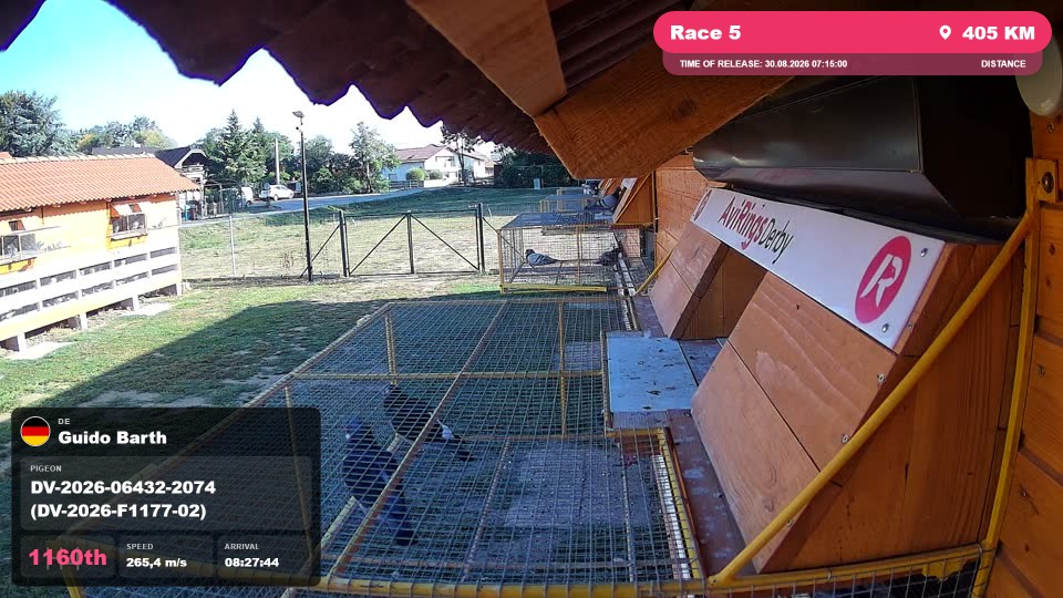 Pigeon Arrival Image For Race Race 5