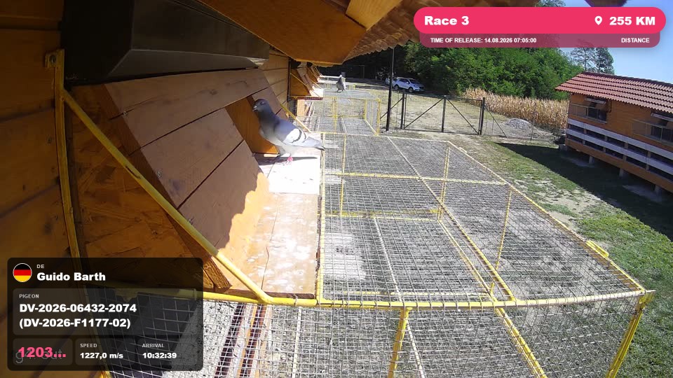 Pigeon Arrival Image For Race Race 3