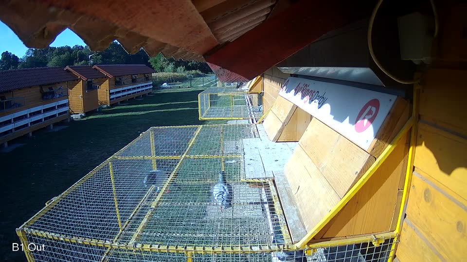 Pigeon Arrival Image For Race Race 5