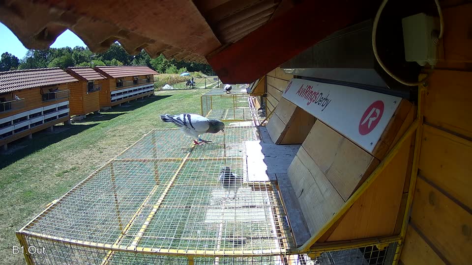 Pigeon Arrival Image For Race Race 3